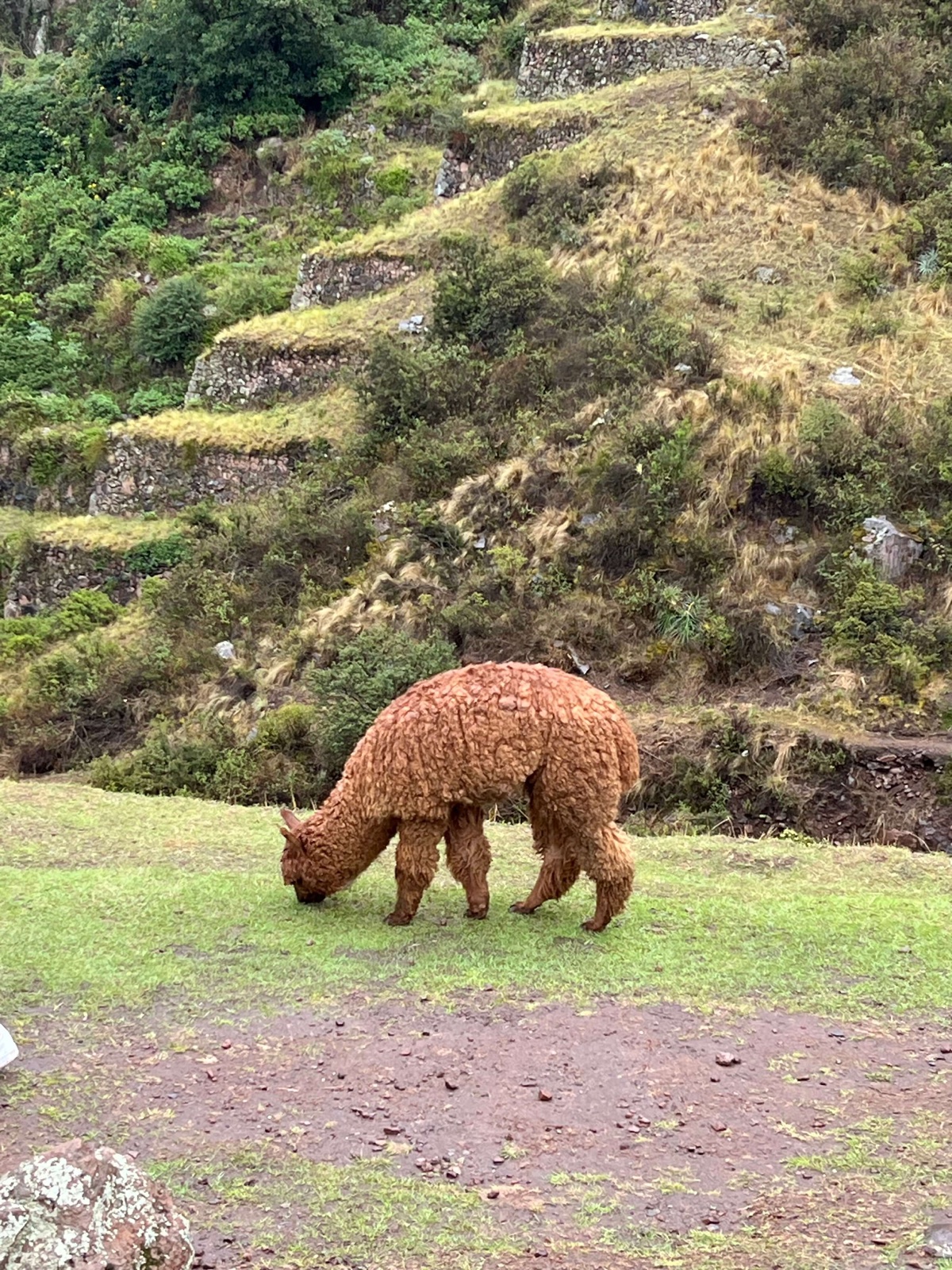 Llama