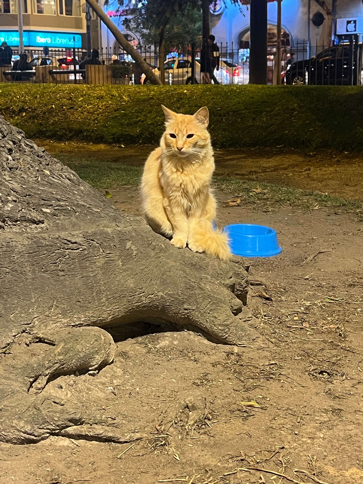 Kitty being model