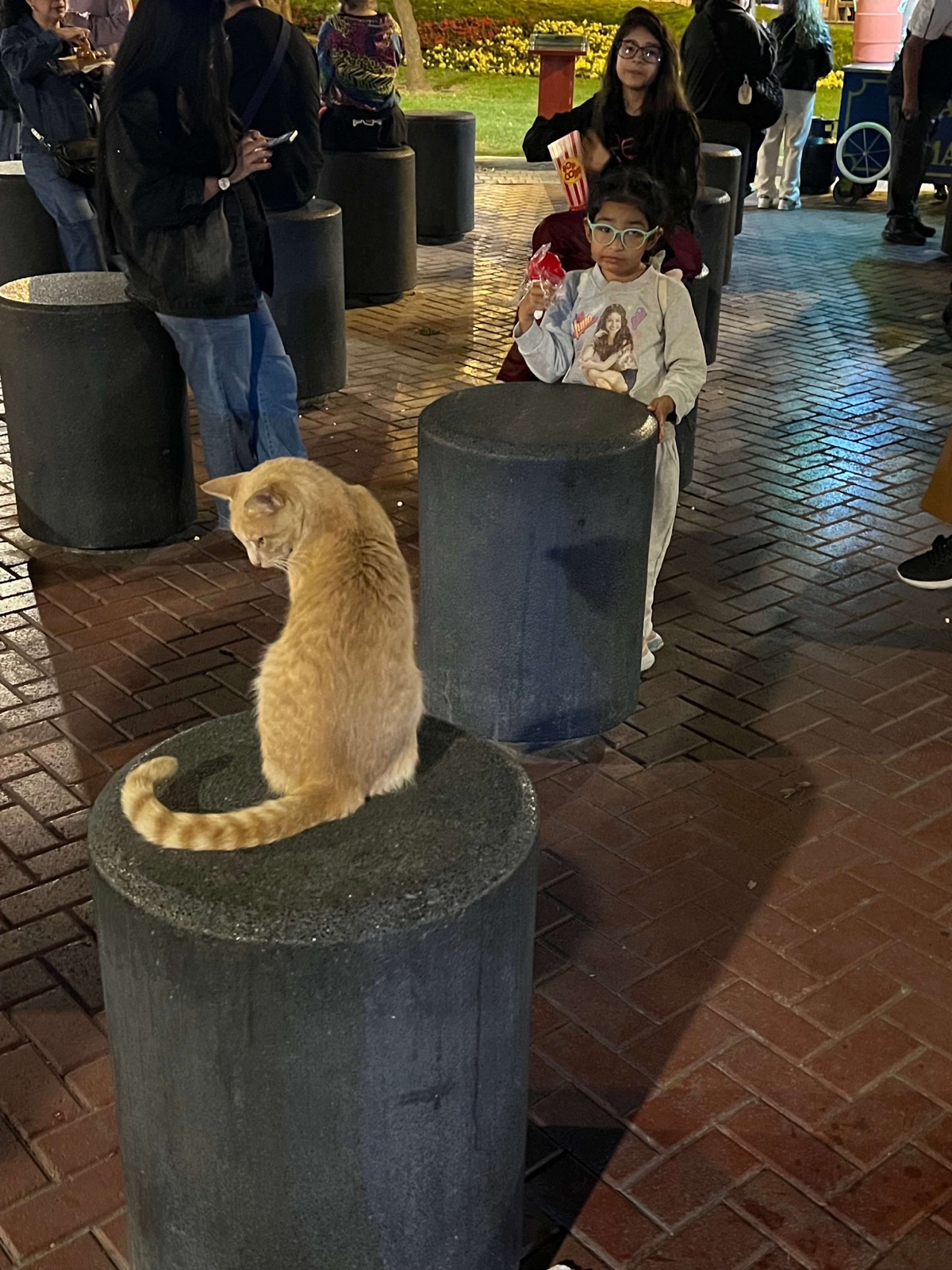 Kitty with people
