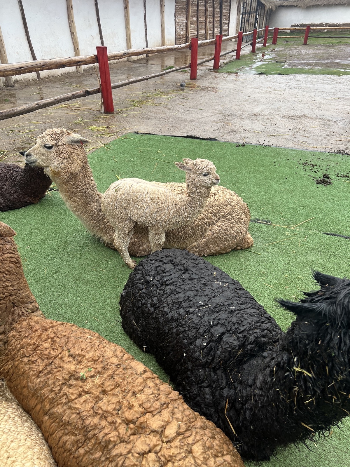Little Llama