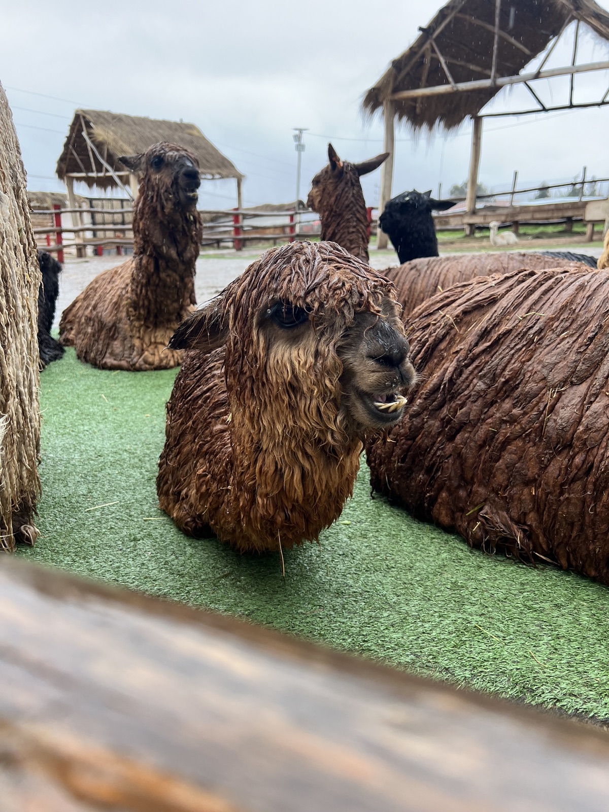 Wet Alpaca